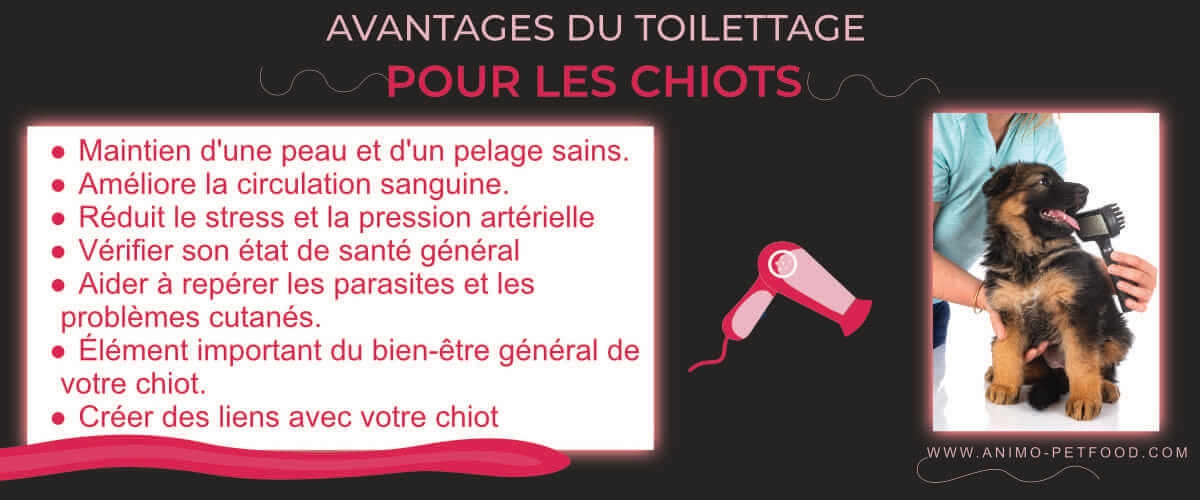 pourquoi-toiletter-son-chiot